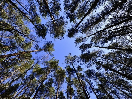 Жители Серпухова могут помочь восстановить леса