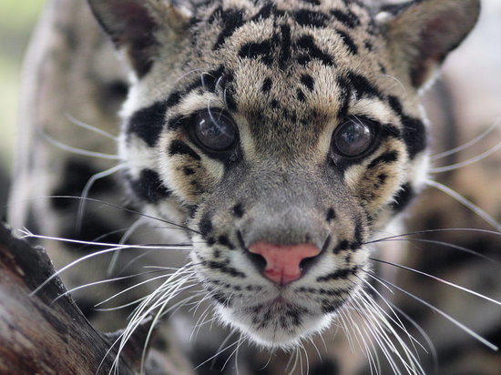 Самец во френдзоне: самку леопарда в Новосибирске оплодотворят биологи