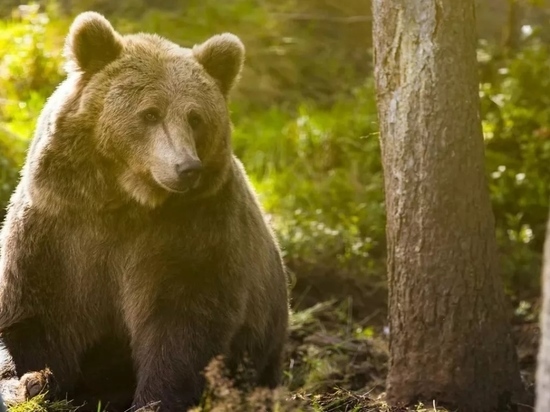Правительство Дагестана дало добро на отстрел медведей