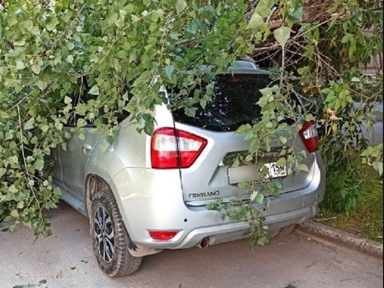 Из-за ветра или аварийное: в Новосибирске дерево упало на автомобиль