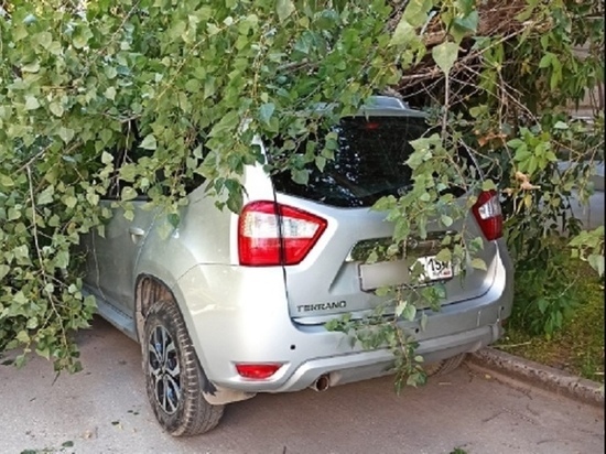 Из-за ветра или аварийное: в Новосибирске дерево упало на автомобиль