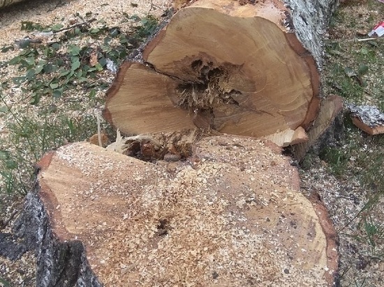 В Петрозаводске в сквере Ивана Сенькина срубили аварийные деревья