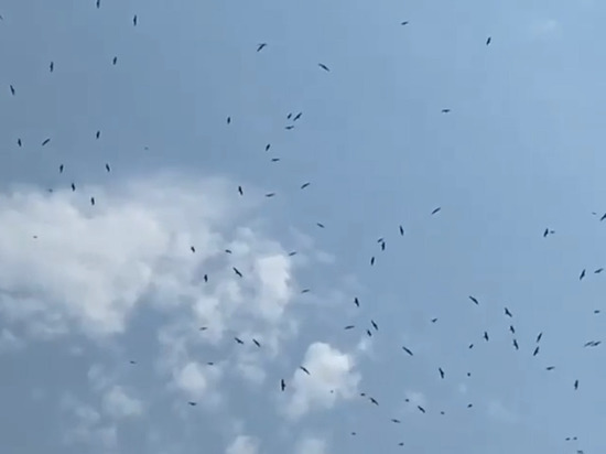 «Горячей воды им не дали»: в Улан-Удэ над ТЭЦ скопилось множество птиц