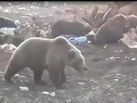 Огромное «стадо» бурых медведей, пасущихся на свалке под Магаданом, попало на видео