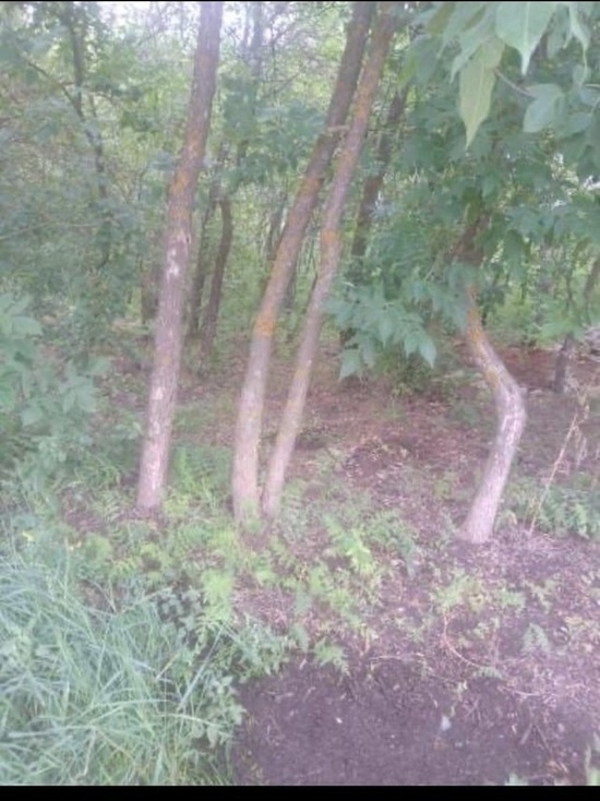 Жители Бугуруслана просят спилить больные деревья