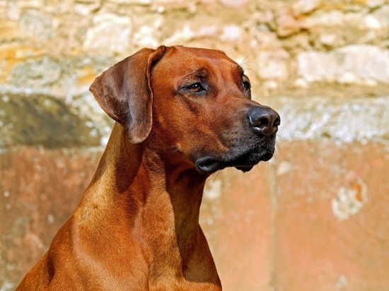 В Тюмени собаку спасли из строительной ямы