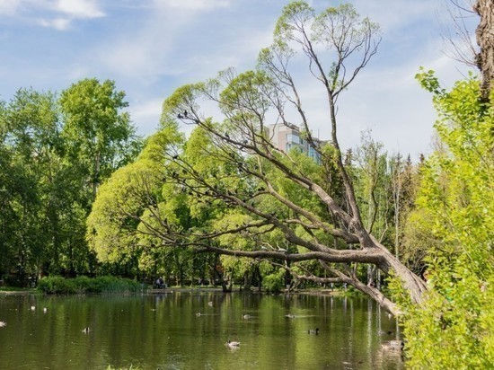 Екатеринбургский дендропарк реконструируют в английском стиле