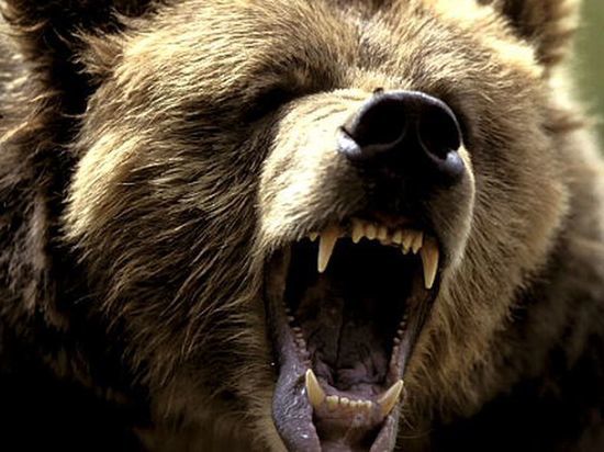 В Сочи 11-летнего мальчика загрызли дикие медведи