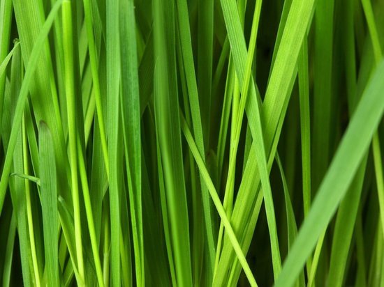 Дегтярев помог: мэр Хабаровска распорядился выкосить траву в городе