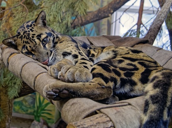 Спят усталые зверушки: в Новосибирский зоопарк привезли новые гамаки