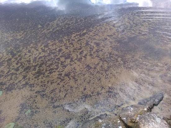 Причина массовой гибели рыбы в карельском озере установлена