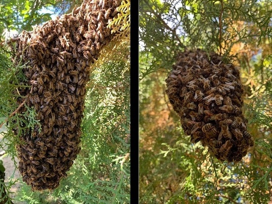 Семейство пчел сбежало в сочинский парк от плохих условий содержания