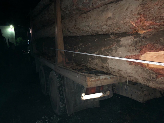За полгода в Туве зафиксировано 20 преступлений в сфере незаконной рубки леса