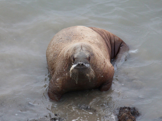 На Ямале эковолонтеры подготовили лежбище для моржей