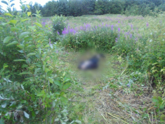 Возле старого КПП дороги «Мурманск — Североморск» найдено тело человека