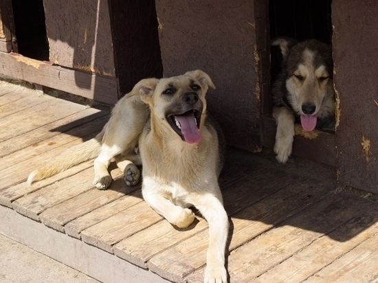 Возведение псковского приюта для животных может стартовать в августе