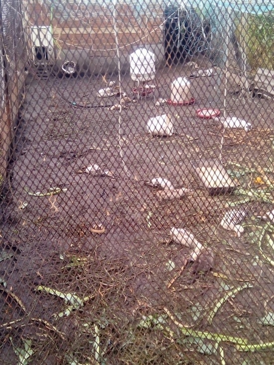 Бродячие собаки загрызли 32 утки в кузбасском посёлке
