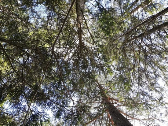 Житель Рославльского района решил подработать, незаконно спилив в лесу 20 деревьев