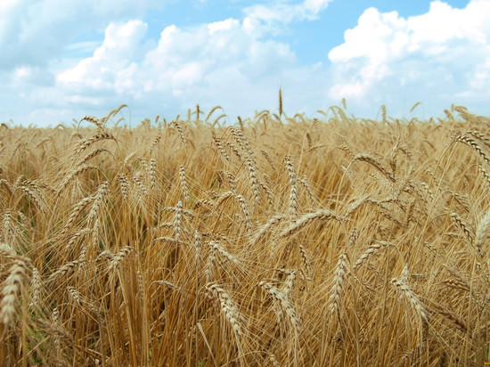Из Новосибирской области в Казахстан нелегально вывозят тысячи тонн зерна