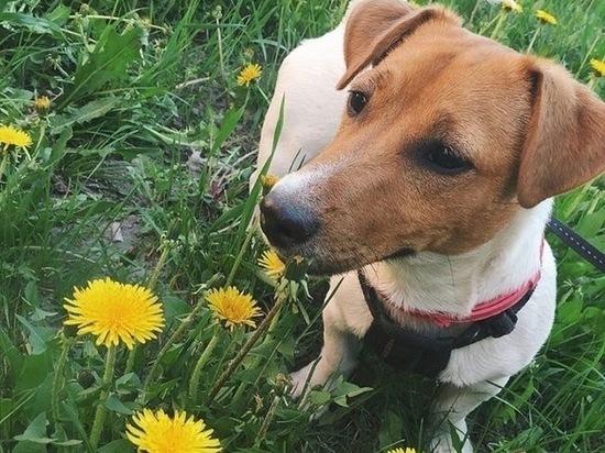 В Рязани откроют площадку для выгула собак