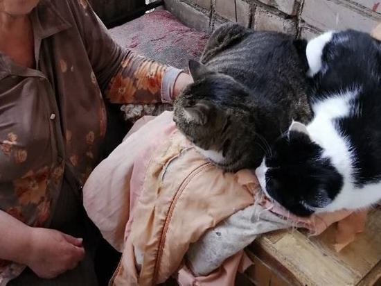 Волонтеры в Чите помогли пенсионерке с 25 кошками