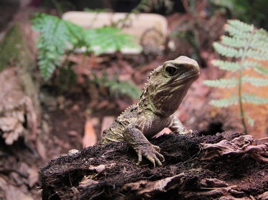Живого ближайшего родственника динозавров нашли в Новой Зеландии