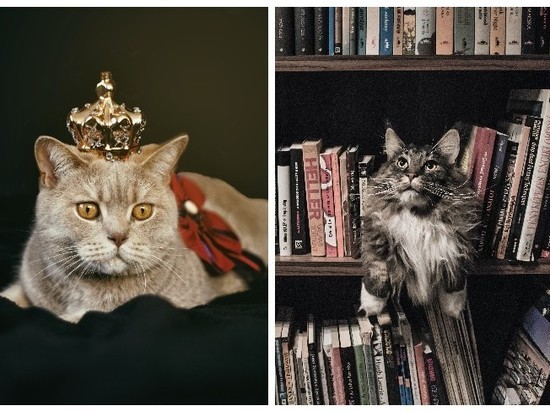 Названы самые популярные у россиян породы кошек