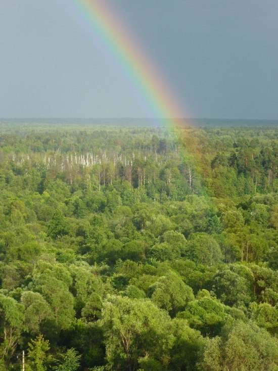 Житель Марий Эл вырубил леса на два миллиона рублей