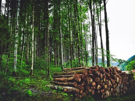 В каких регионах России быстрее всего исчезают леса