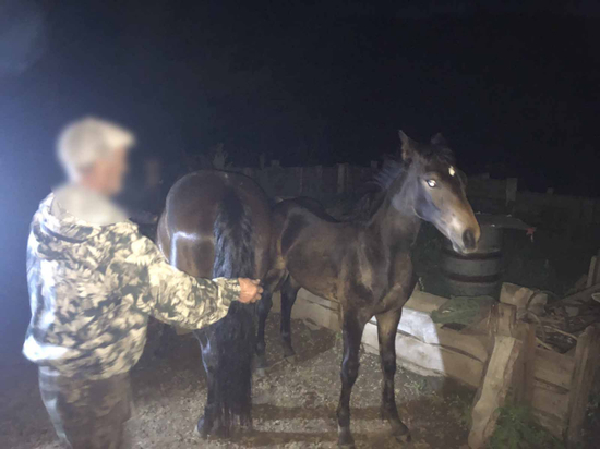 17-летний житель Бурятии умыкнул лошадь с жеребенком у пожилой женщины