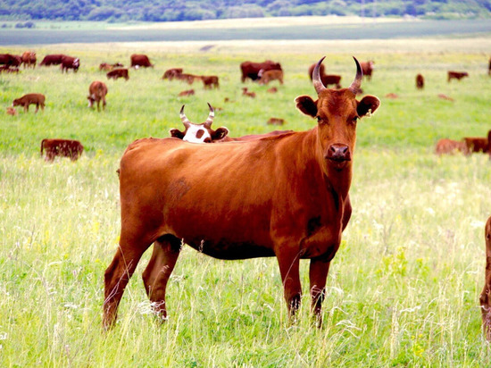 Калмыкия вошла в первую пятерку субъектов с большим количеством скота