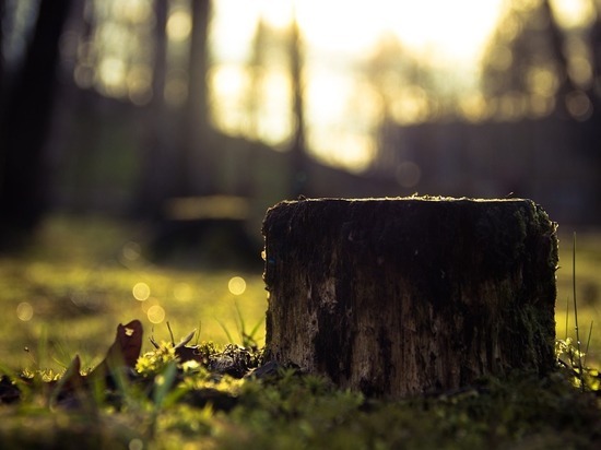 В Смоленске на 2-й Киевской спилили аварийные деревья