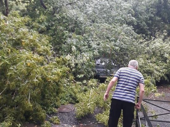 В Рязани дерево упало на три припаркованные машины
