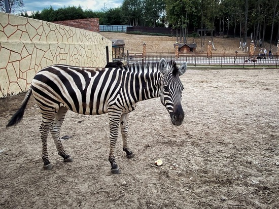 В зоопарке Калуги появилась зебра