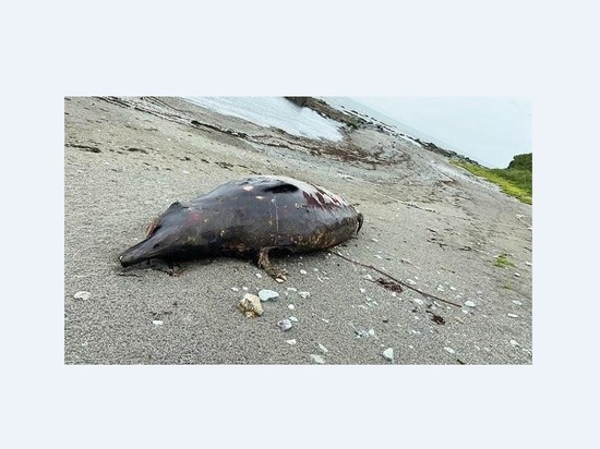 Плавун или клювокрыл: зоологи ломают голову, кого вынесло штормом на пляж Сахалина