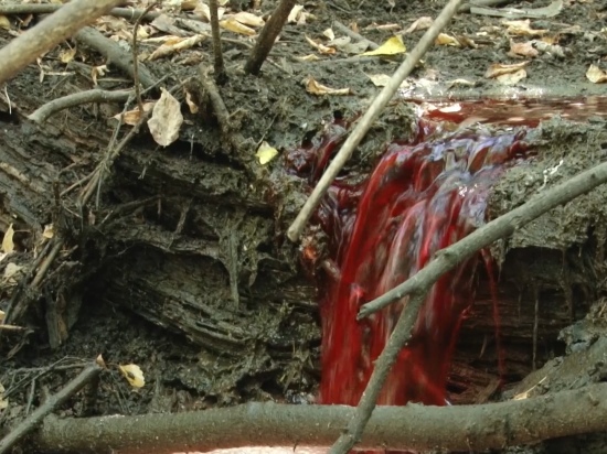 Жители Павловского района обвинили скотобойню в создании кровавой реки