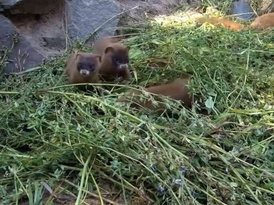 Они играли на траве: Новосибирский зоопарк показал 16 малышей колонков