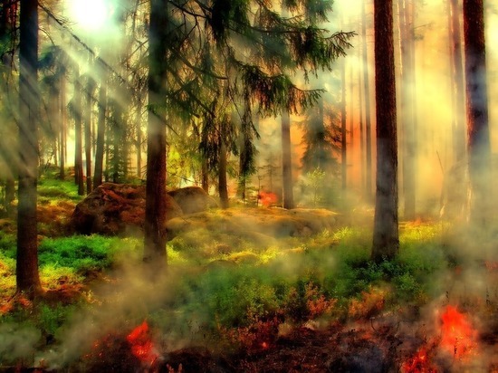 В Пуровском районе Ямала снова загорелся лес