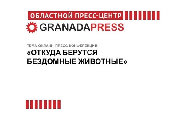  Откуда в Челябинске берутся бездомные животные