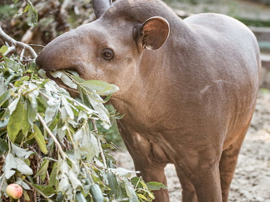 В Новосибирском зоопарке тапиров учат добывать себе еду
