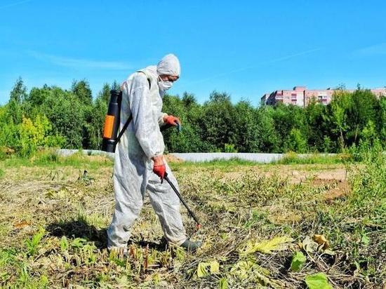 Директор великолукского "Зеленхоза": Корень борщевика может достигать 25 метров