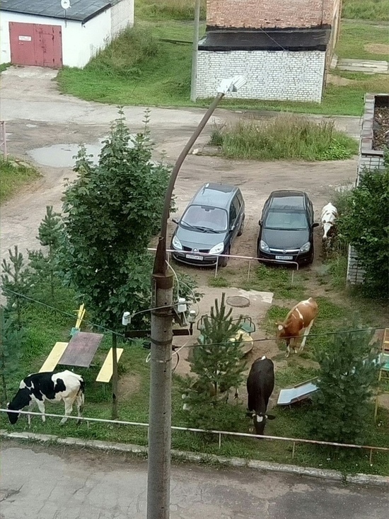 В Тверской области коровы оказались на детской площадке
