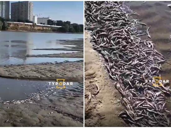 В реке Кубань массово гибнут мальки осетров