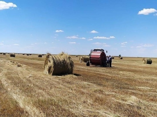 В Калмыкии травы нет. Для заполнения сенников требуется более одного миллиарда