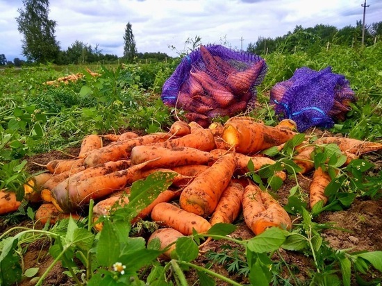 «Царскую морковищу» собрали с полей Псково-Печерского монастыря