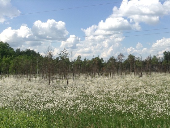 За смоленскими лесами следят с вышек сотовой связи