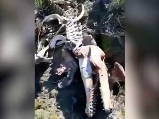 Ужасающий вид: в ЯНАО нашли пятиметровый скелет неизвестного животного
