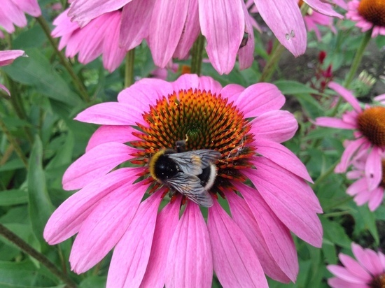 Смоленский Роспотребнадзор рассказал о выборе меда к Спасу