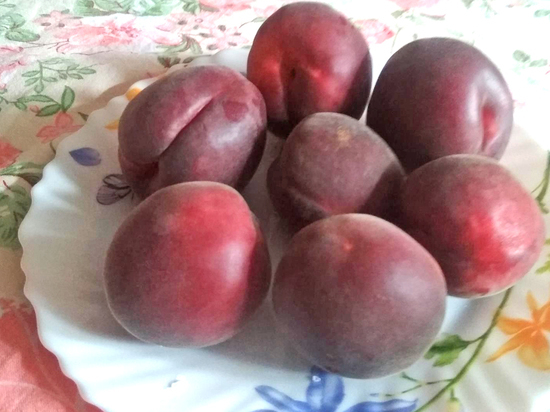 «Дитя случайности»: о черном абрикосе рассказал агроном из Волгограда