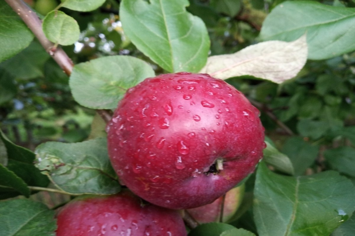 Какие сорта яблонь посадить в подмосковье
